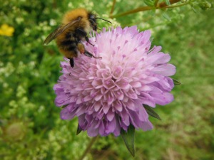 Pincushion flower (and bee)